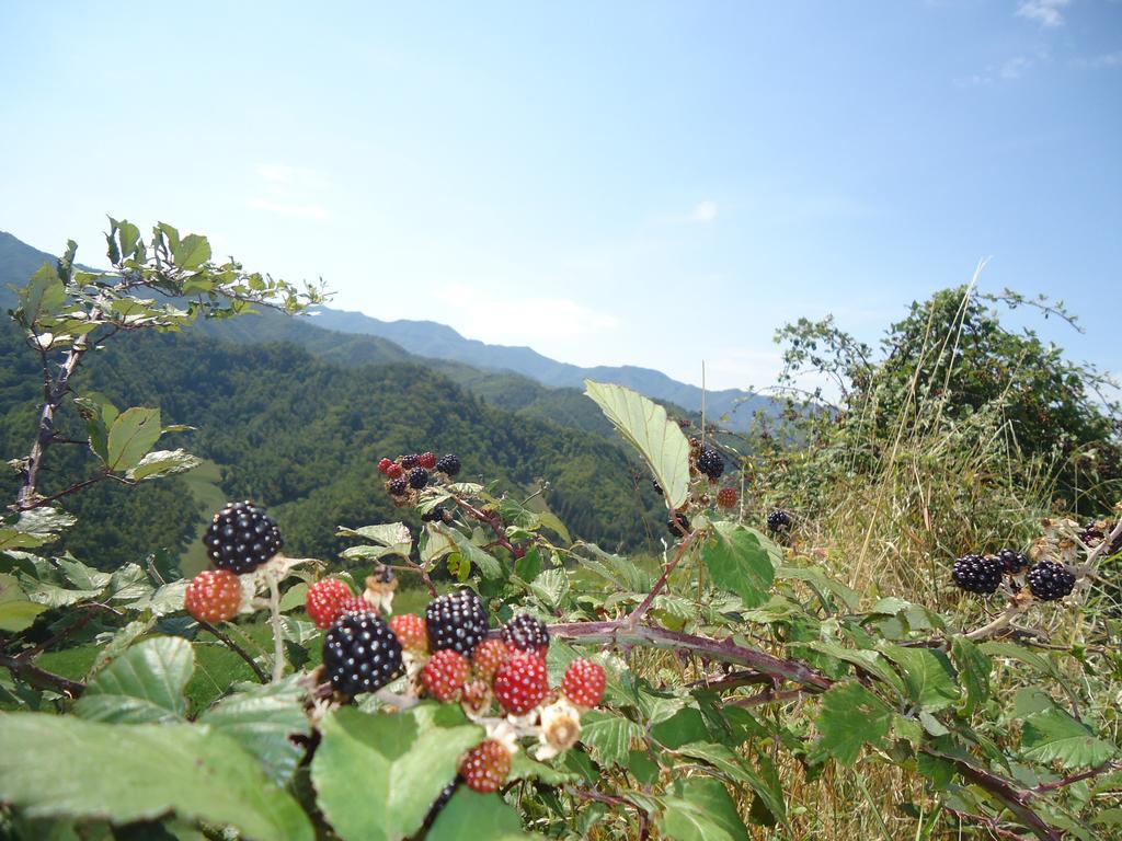 Agriturismo I Monti Di Salecchio 팔라쭐로술세뇨 외부 사진
